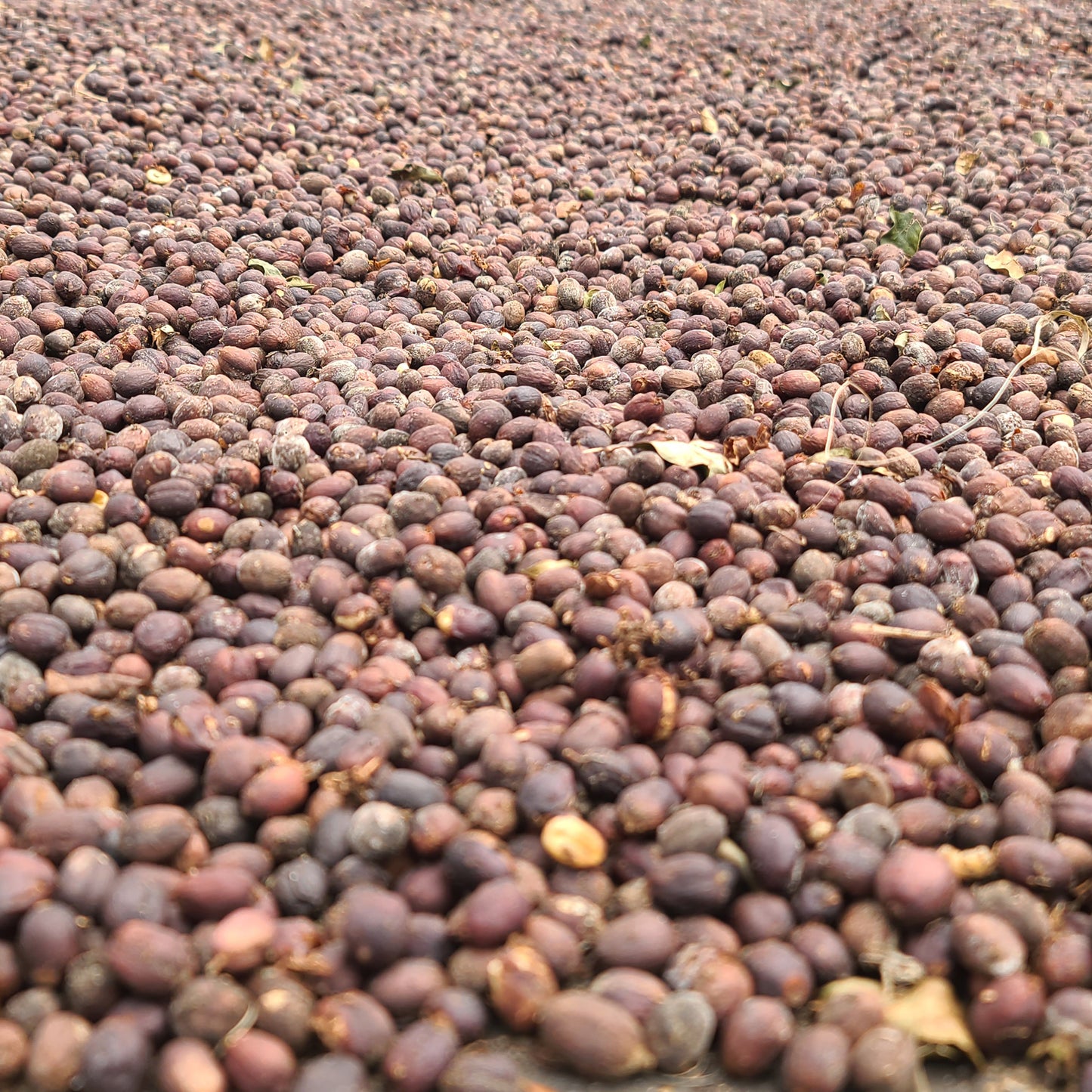 Typica, Wood Valley, Green Beans, Pahala, Ka`u