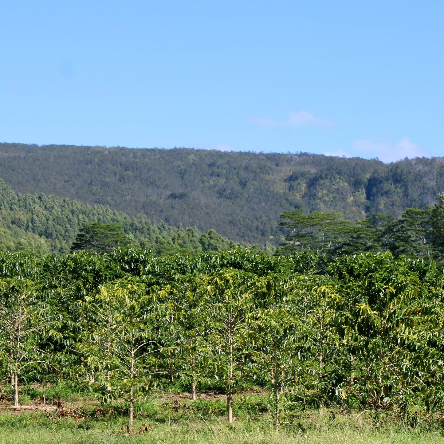 Typica, Wood Valley, Green Beans, Pahala, Ka`u