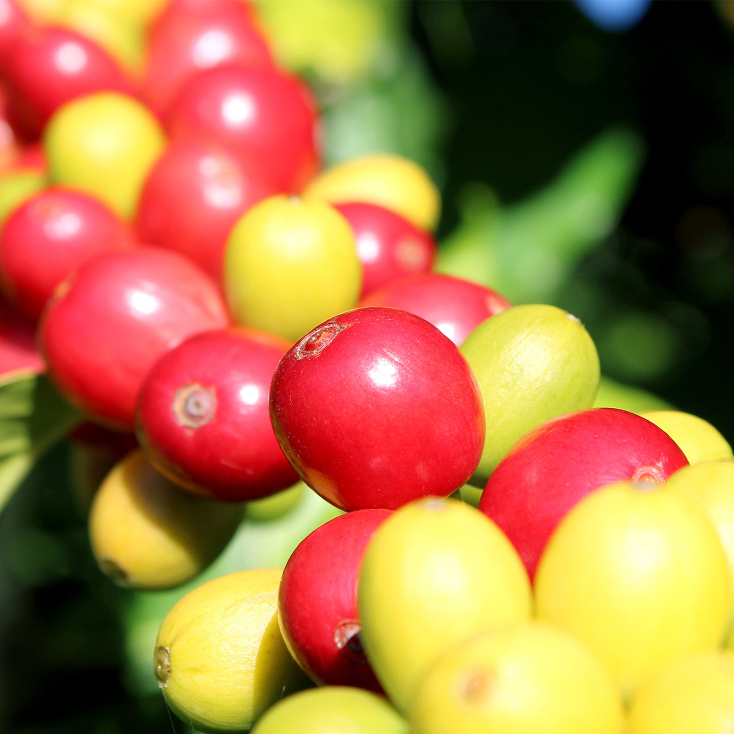 Typica, Wood Valley, Green Beans, Pahala, Ka`u