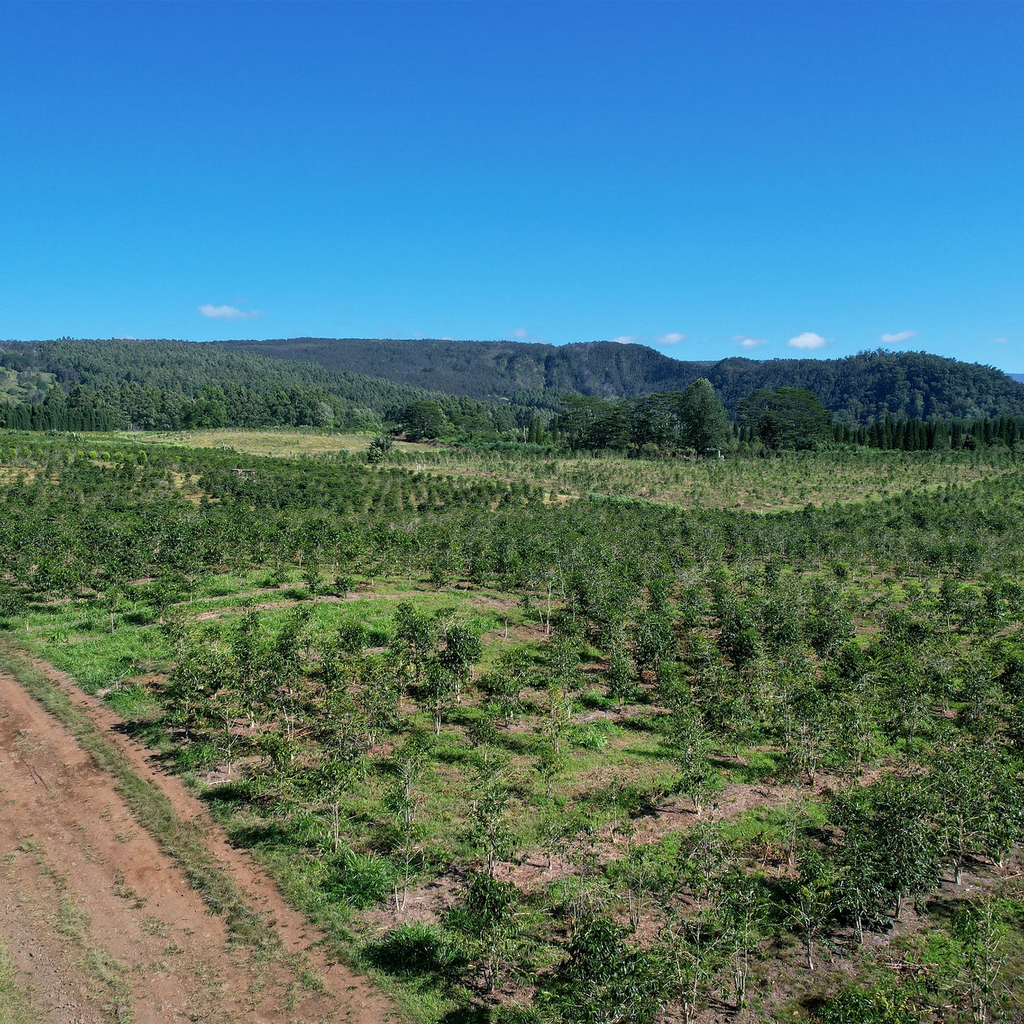 Typica, Wood Valley, Green Beans, Pahala, Ka`u