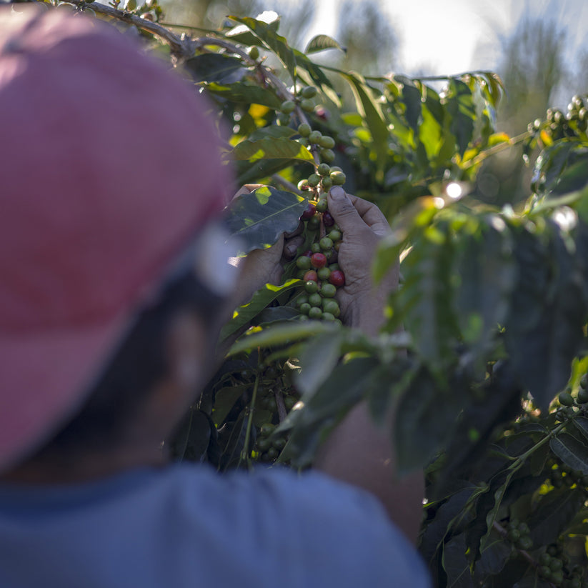 Widow Coffee, Caturra 3, Washed, Green Beans, Cloud Rest, Ka`u