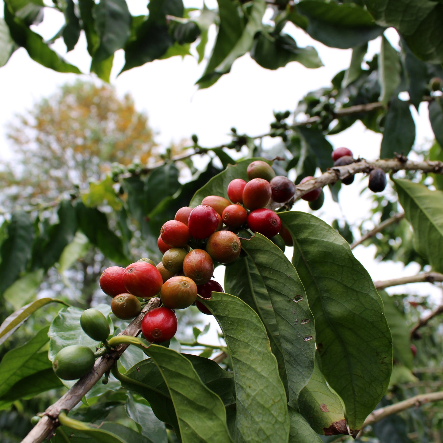 Arabica Typica, Natural, Prime, Green Beans, Pahala, Ka`u